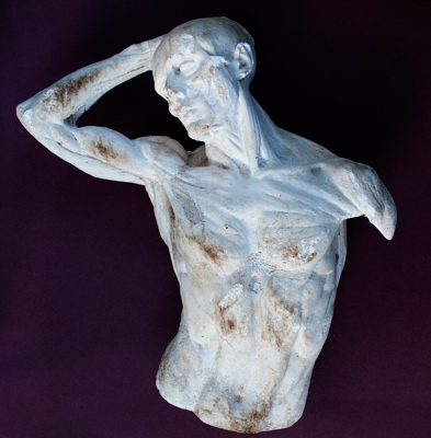 Anatomical-torso-2-for-web