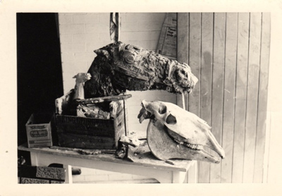 Govett-horse-head001-for-web